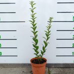 Vtáčí zob obyčajný (Ligustrum Vulgare) ´ATROVIRENS´ - výška 40-60 cm, kont. C2L